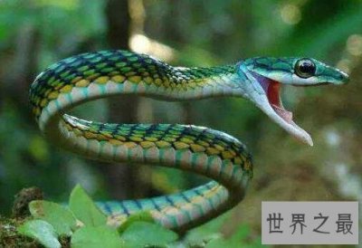 ​世界上有多少种毒蛇,共600余种(其中195种致命）