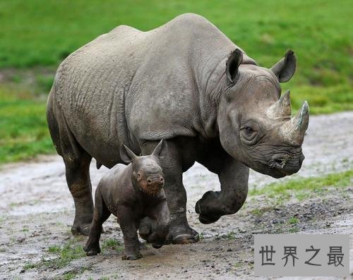 世界上最恐怖的动物，第一是世界最毒的生物