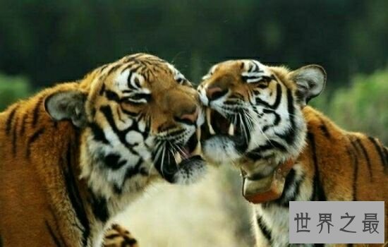 本世界即将灭绝的10大濒危动物,在渐渐的消亡。