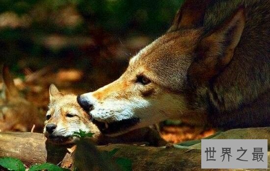 本世界即将灭绝的10大濒危动物,在渐渐的消亡。