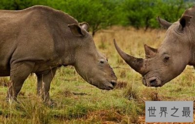 ​本世界即将灭绝的10大濒危动物，在渐渐的消亡。