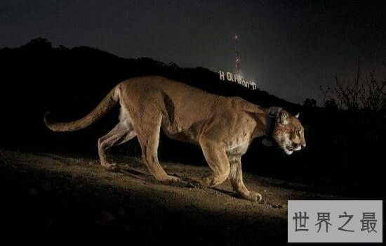 本世界即将灭绝的10大濒危动物,在渐渐的消亡。