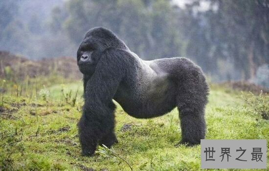 本世界即将灭绝的10大濒危动物,在渐渐的消亡。