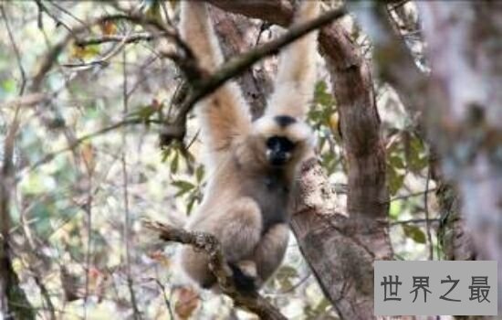 本世界即将灭绝的10大濒危动物,在渐渐的消亡。