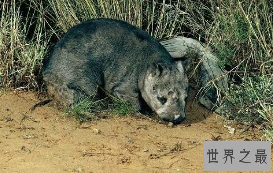 本世界即将灭绝的10大濒危动物,在渐渐的消亡。