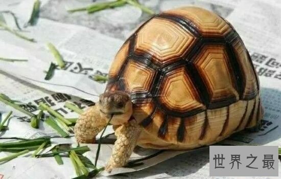 本世界即将灭绝的10大濒危动物,在渐渐的消亡。