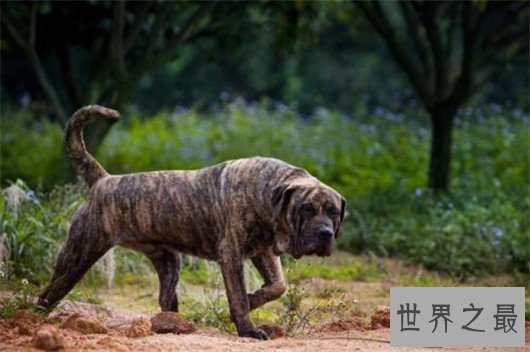 世界上最凶猛的狗排名,十大最凶悍的犬类排行