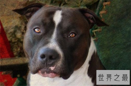 世界上最凶猛的狗排名,十大最凶悍的犬类排行