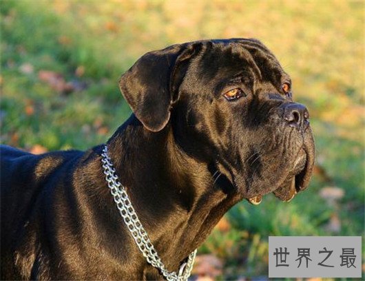 世界上最凶猛的狗排名,十大最凶悍的犬类排行