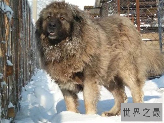 世界上最凶猛的狗排名,十大最凶悍的犬类排行