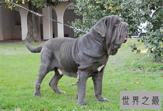 世界上最凶猛的狗排名,十大最凶悍的犬类排行