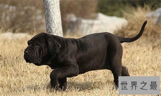 世界上最凶猛的狗排名,十大最凶悍的犬类排行