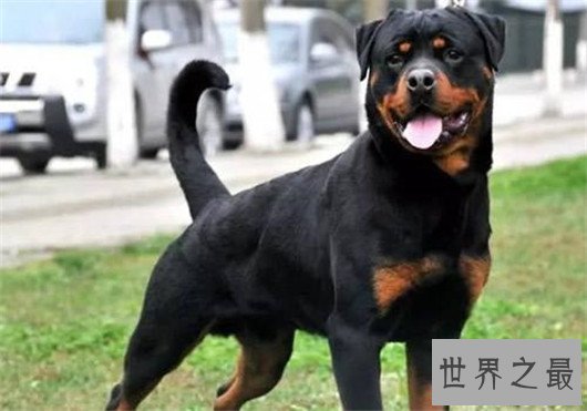 世界上最凶猛的狗排名,十大最凶悍的犬类排行