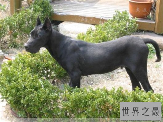 世界上最凶猛的狗排名,十大最凶悍的犬类排行