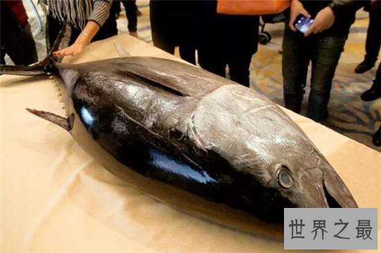 世界十大最贵的动物排名,最贵的动物竟然是巨嘴鸟!