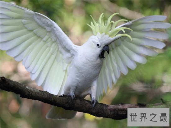 世界十大最贵的动物排名,最贵的动物竟然是巨嘴鸟!