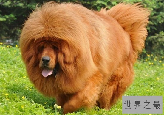 世界十大最贵的动物排名,最贵的动物竟然是巨嘴鸟!