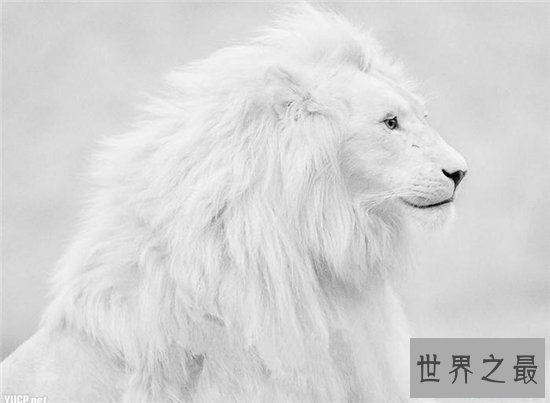 世界十大最贵的动物排名,最贵的动物竟然是巨嘴鸟!