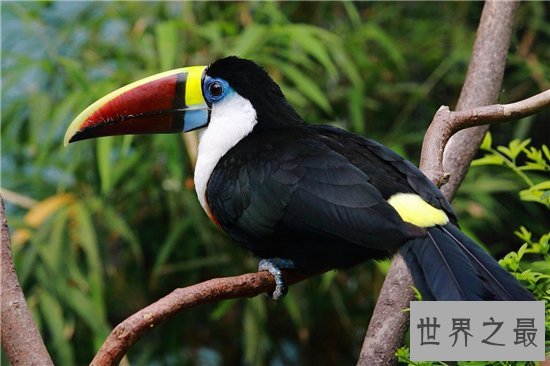 世界十大最贵的动物排名,最贵的动物竟然是巨嘴鸟!