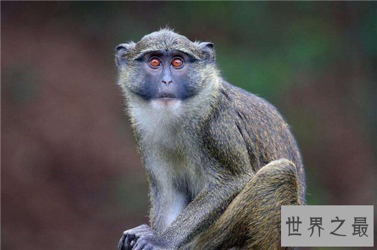 世界十大最贵的动物排名,最贵的动物竟然是巨嘴鸟!