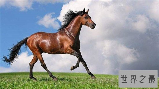 世界十大最贵的动物排名,最贵的动物竟然是巨嘴鸟!