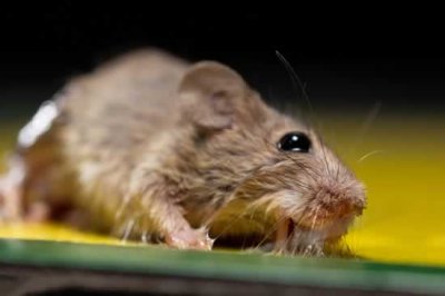 ​有什么办法可以驱赶老鼠 教您怎么赶走家里的老鼠