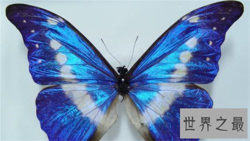 世界上十大最漂亮的蝴蝶，精灵蝴蝶美到极致！