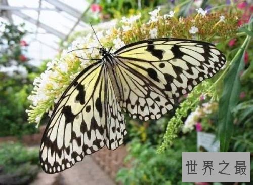 世界上十大最漂亮的蝴蝶，精灵蝴蝶美到极致！