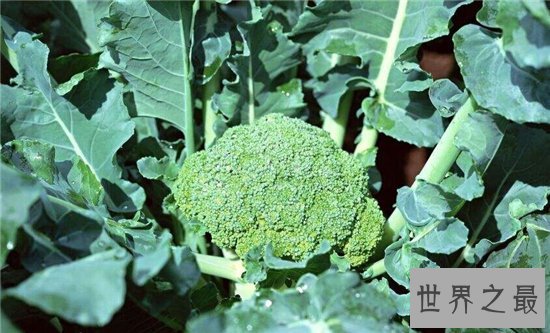 保护眼睛的十大食物，十种对眼睛好的食物大盘点！