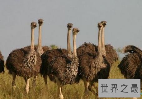 世界十大兽孩,被深山野兽养大的人类孩子