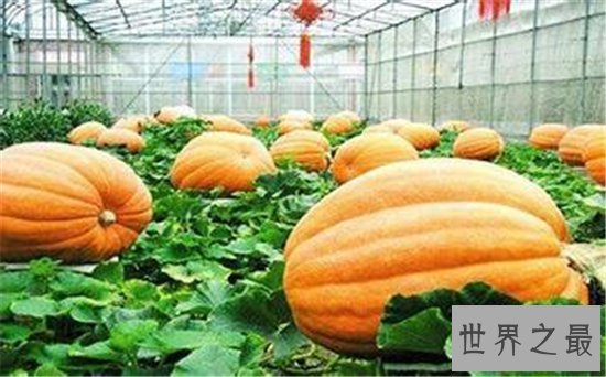 珠海旅游必去的十大景点,珠海旅游让你的冬天不寂寞!