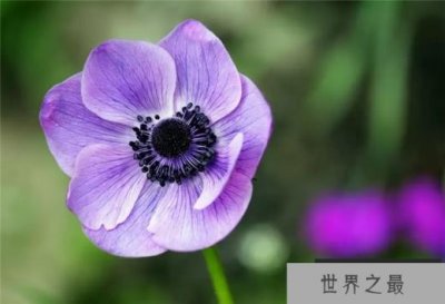 ​美国最美丽的10种花 玫瑰不管在哪个国家都是最受欢迎的