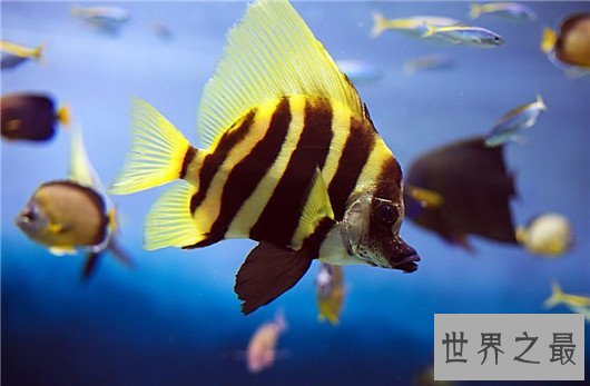 十大养不死的热带鱼,养鱼的心愿可以实现了