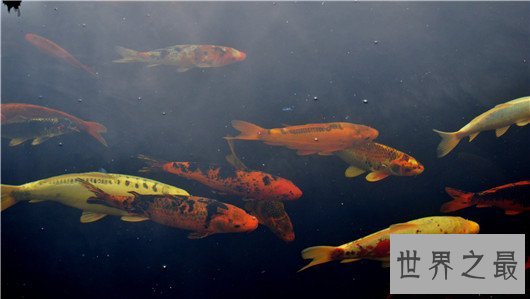 十大养不死的热带鱼,养鱼的心愿可以实现了