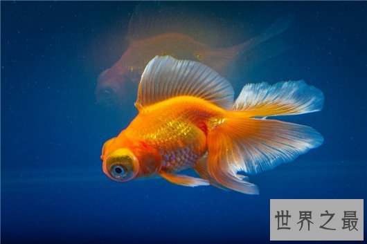 十大养不死的热带鱼,养鱼的心愿可以实现了