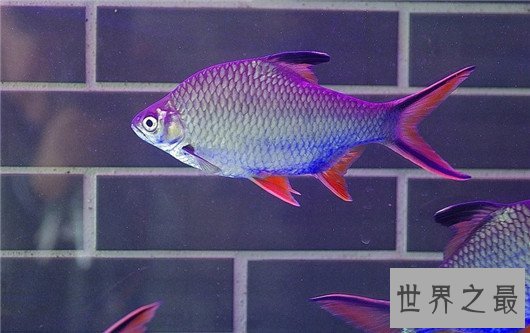 十大养不死的热带鱼,养鱼的心愿可以实现了