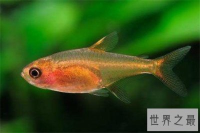 ​十大养不死的热带鱼，养鱼的心愿可以实现了