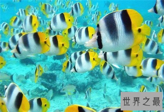 十大养不死的热带鱼,养鱼的心愿可以实现了