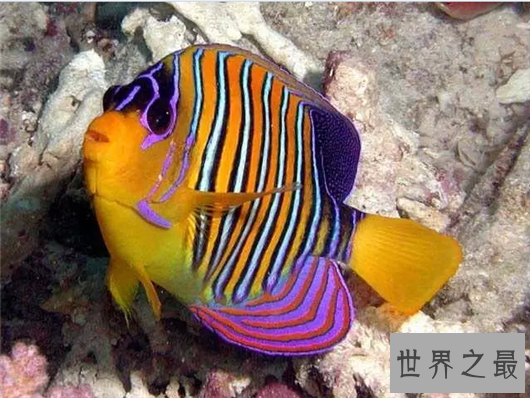 十大养不死的热带鱼,养鱼的心愿可以实现了