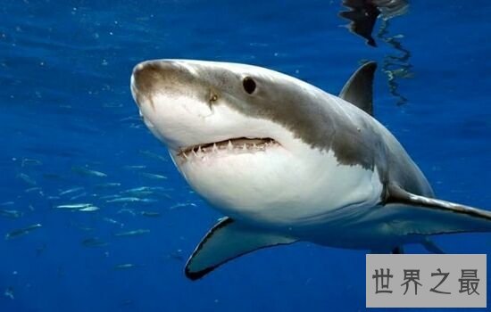 世界上最大鲨鱼第一竟然可以一口吞下巨轮,震惊!