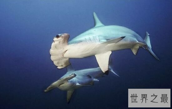 世界上最大鲨鱼第一竟然可以一口吞下巨轮,震惊!