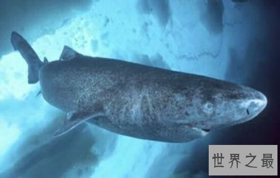 世界上最大鲨鱼第一竟然可以一口吞下巨轮,震惊!