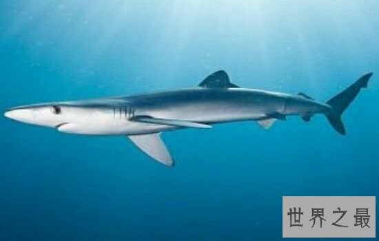 世界上最大鲨鱼第一竟然可以一口吞下巨轮,震惊!