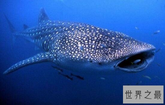 世界上最大鲨鱼第一竟然可以一口吞下巨轮,震惊!