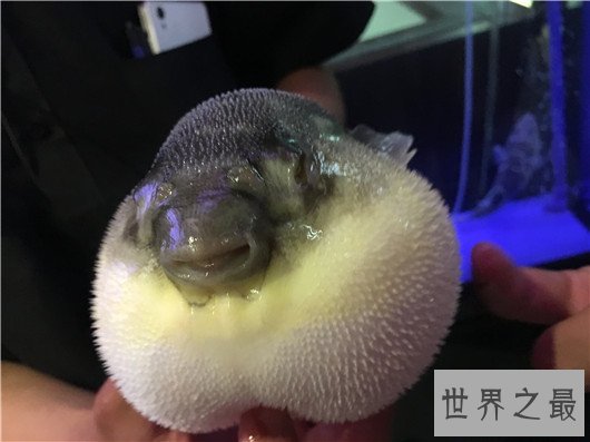 世界上最浪漫的10种动物,大象居然也上榜了