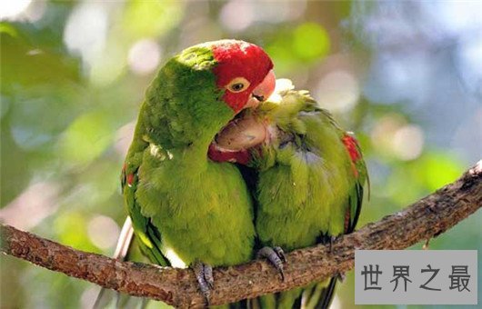 世界上最浪漫的10种动物,大象居然也上榜了