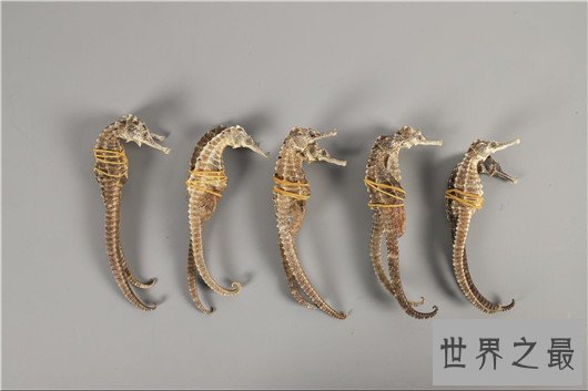 世界上最浪漫的10种动物,大象居然也上榜了