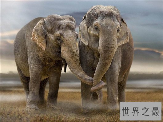 世界上最浪漫的10种动物,大象居然也上榜了