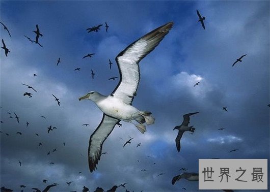 世界上最浪漫的10种动物,大象居然也上榜了