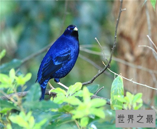 世界上最浪漫的10种动物,大象居然也上榜了